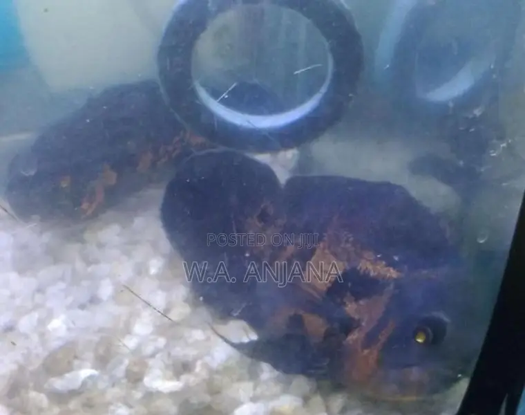 Tiger Oska Fish
