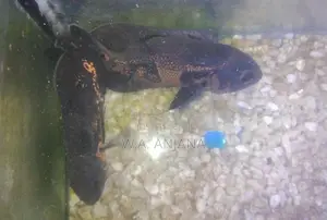 Tiger Oska Fish