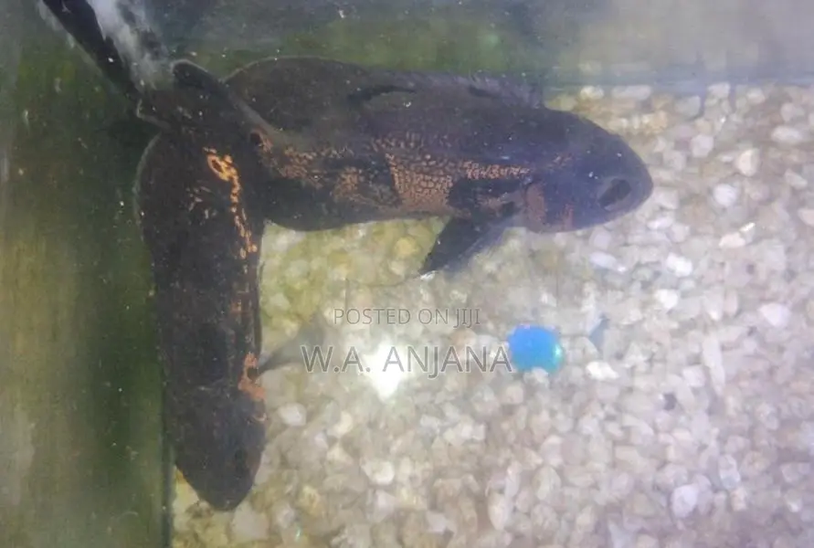 Tiger Oska Fish