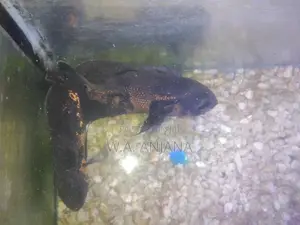 Tiger Oska Fish