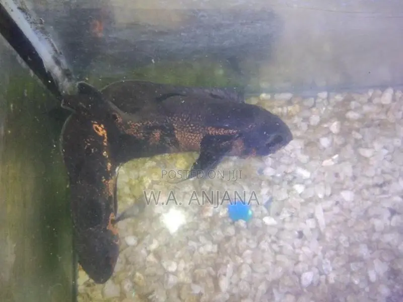 Tiger Oska Fish