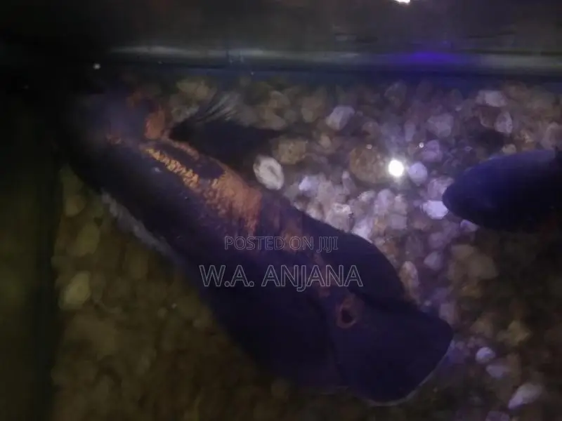 Tiger Oska Fish