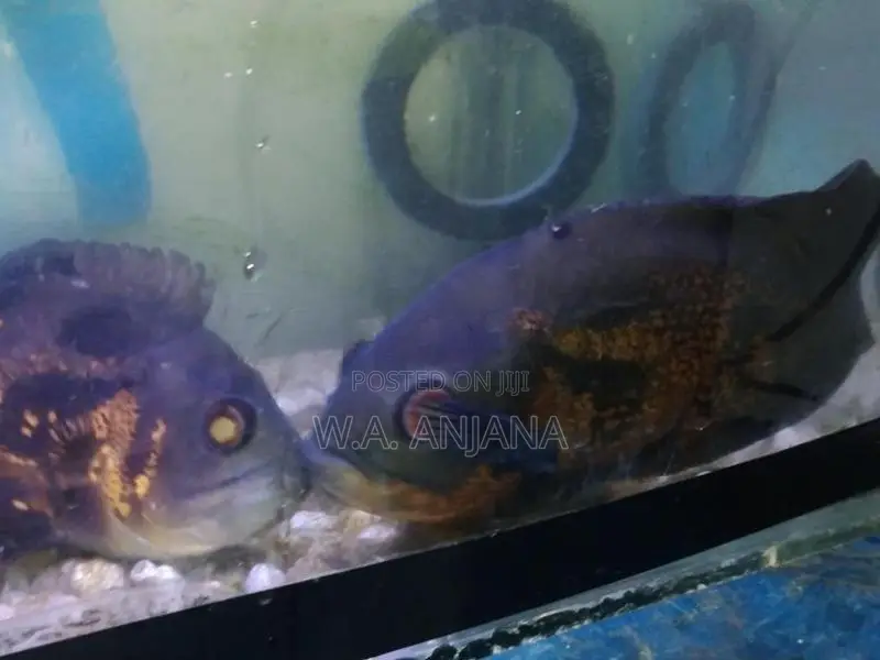 Tiger Oska Fish