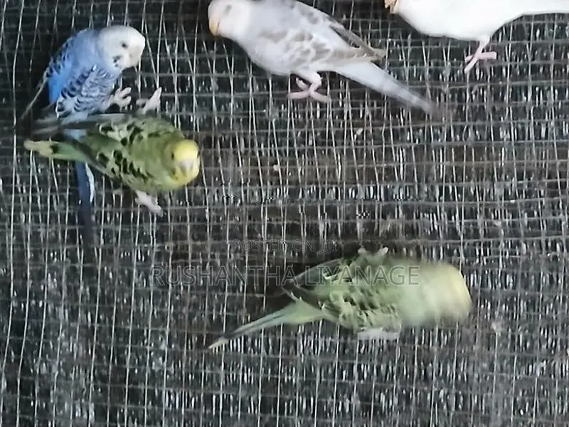 Love Birds