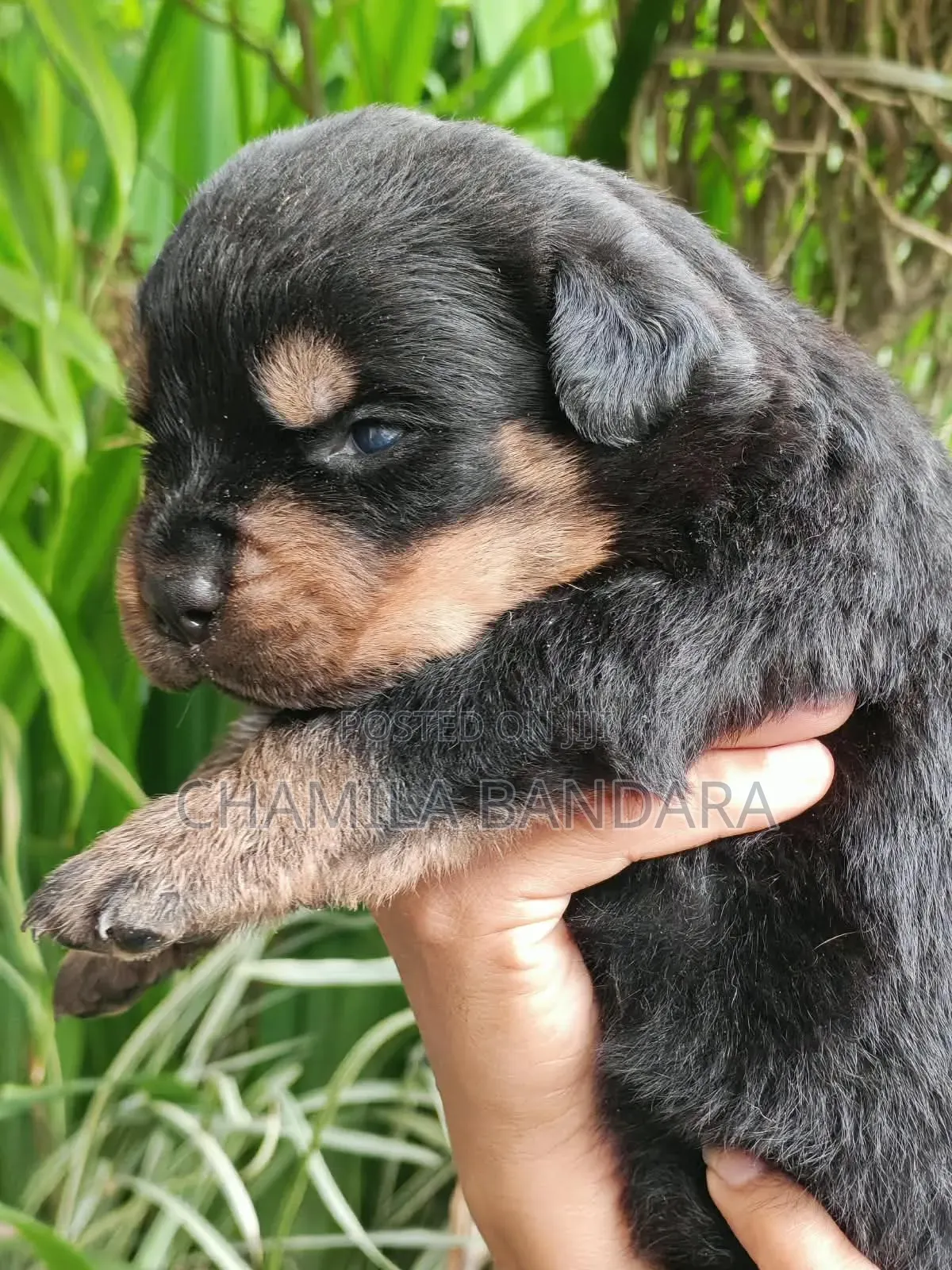0-1 month Male Purebred Rottweiler