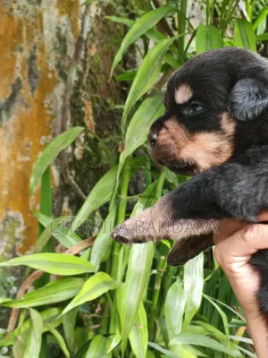 0-1 month Male Purebred Rottweiler