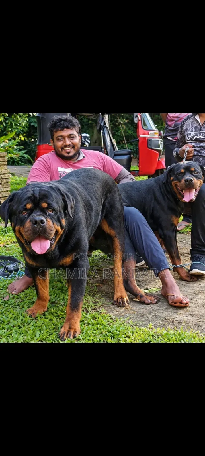 0-1 month Male Purebred Rottweiler