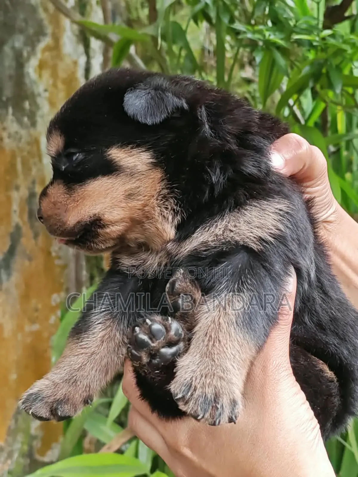 0-1 month Male Purebred Rottweiler