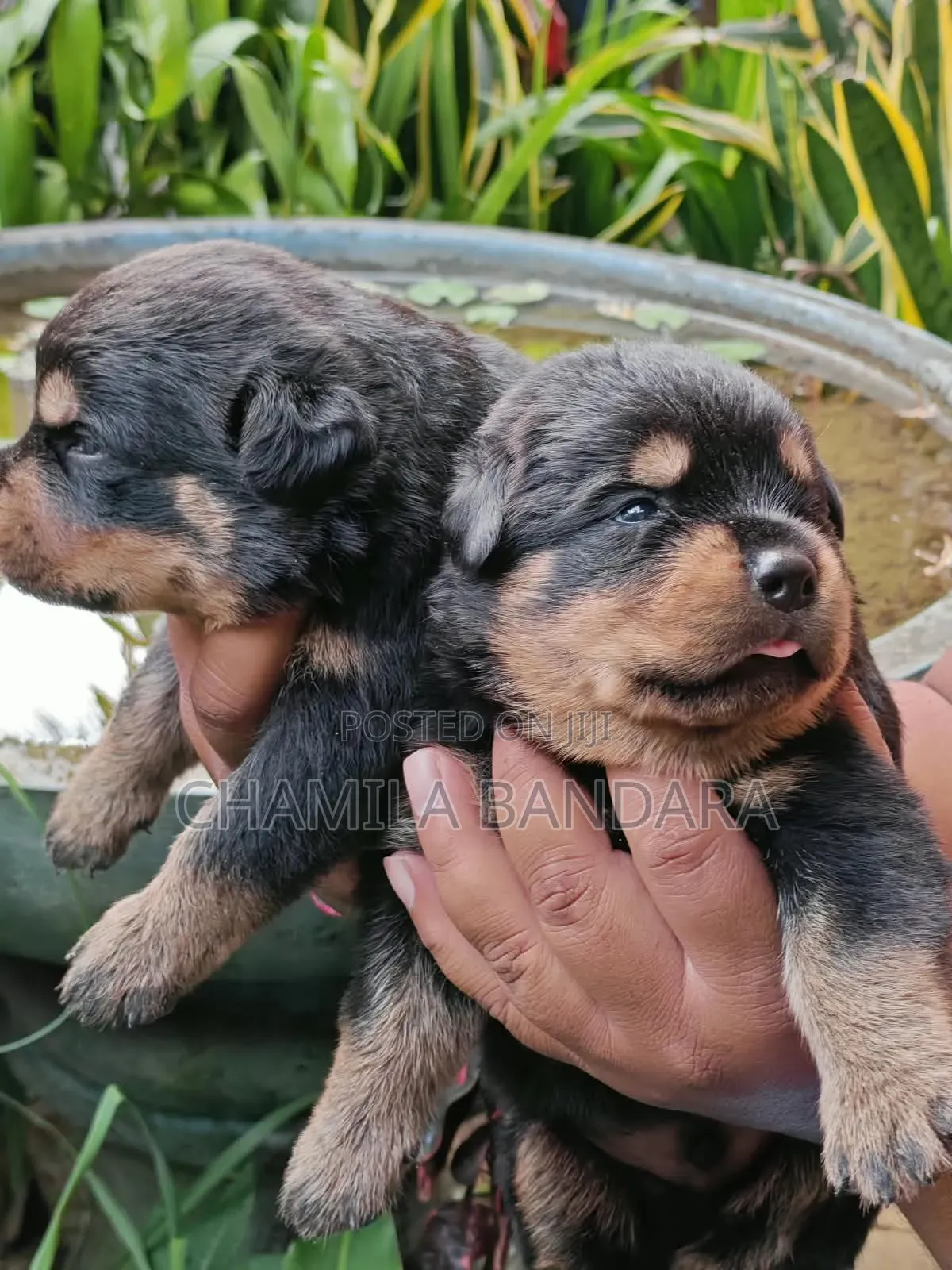 0-1 month Male Purebred Rottweiler