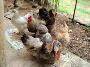 Brahma
