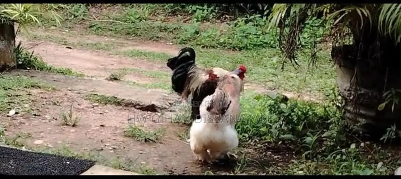 Brahma