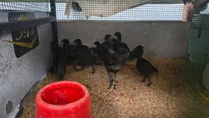 கருங்கோழி குஞ்சுகள்