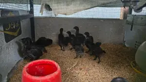 கருங்கோழி குஞ்சுகள்