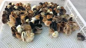 Country Chicken
