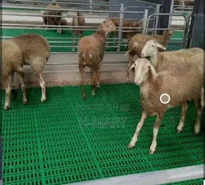 goat flooring plastic panel