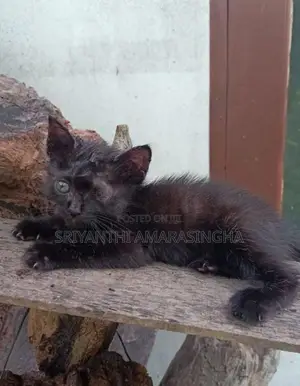 Mix breed persian cats