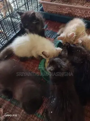 Mix breed persian cats