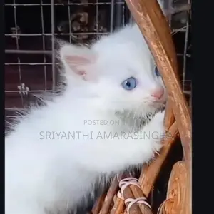 පර්සියන් බළලුන්