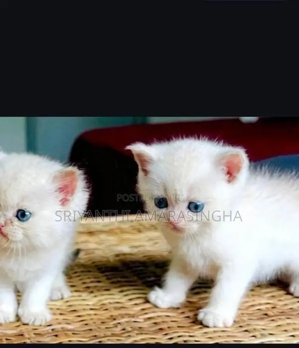 පර්සියන් බළලුන්