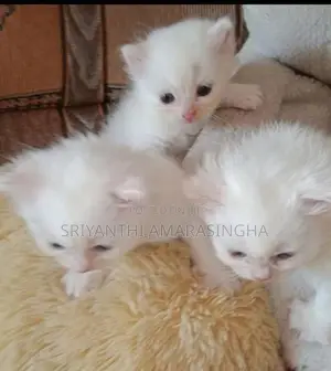 පර්සියන් බළලුන්