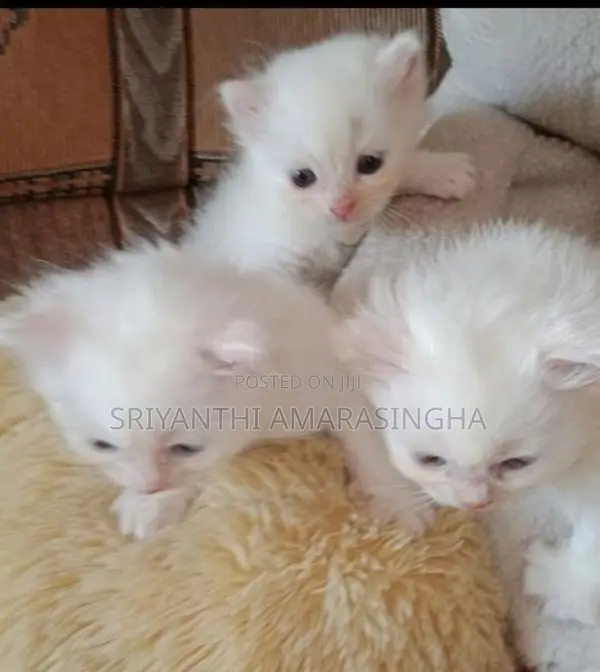 පර්සියන් බළලුන්