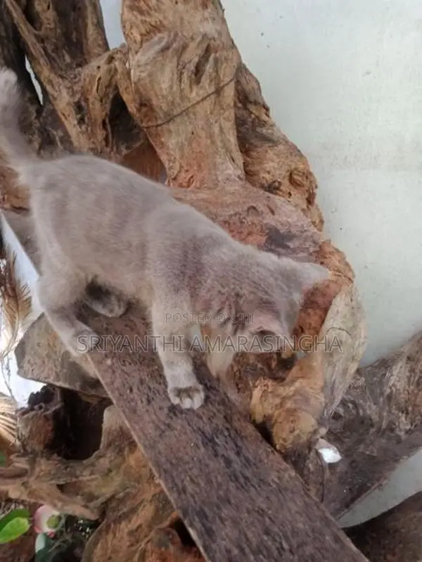 Persian Cats