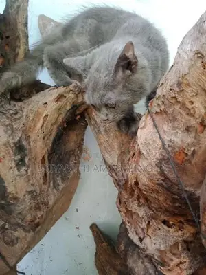 Persian Cats