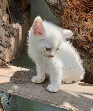 persian cats