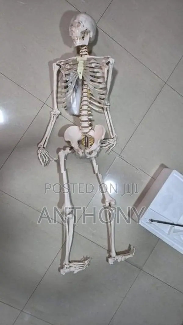 skelton 170cm