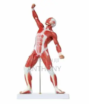 muscle figure 50cm