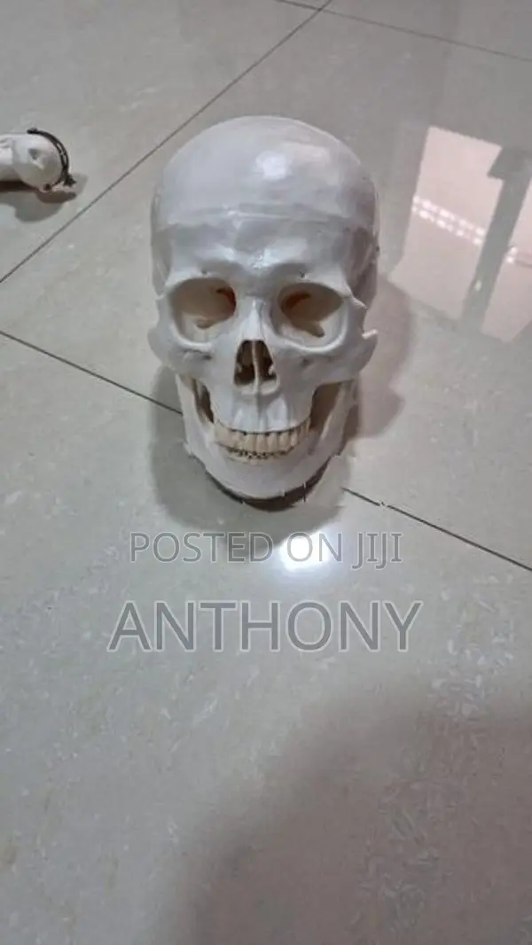 skull