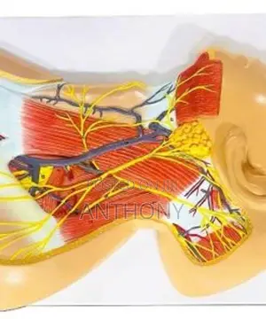 Nerves Of Neck Region