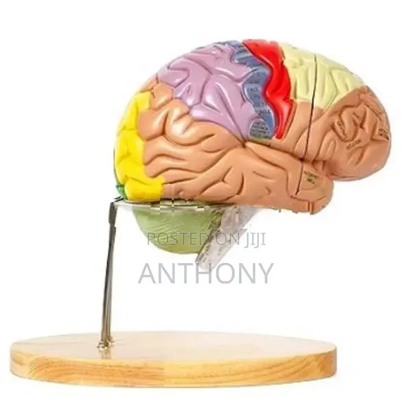 brain deluxe model