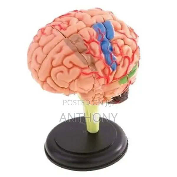 4D BRAIN MODEL