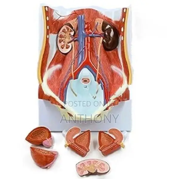 Dual-Sex Urinary System