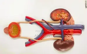 .Relief Model of Urinary System