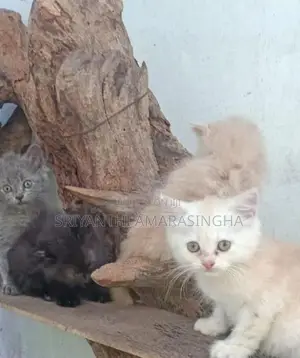 පර්සියන් බළලුන්