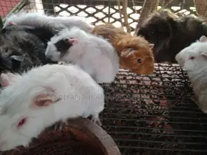 ගිනි පිග්ස්