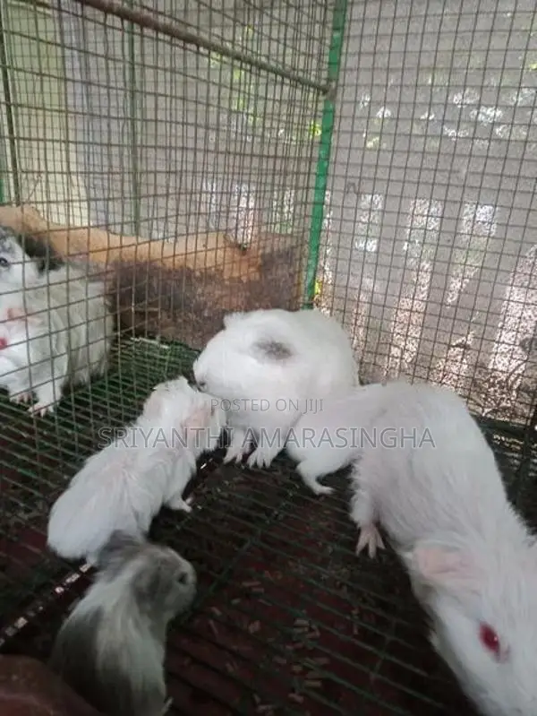 ගිනි පිග්ස්