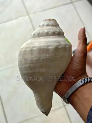 සාම්ප්‍රදායික හක්ගෙඩිය
