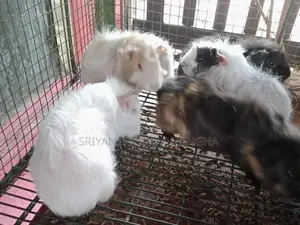 Guinea pigs