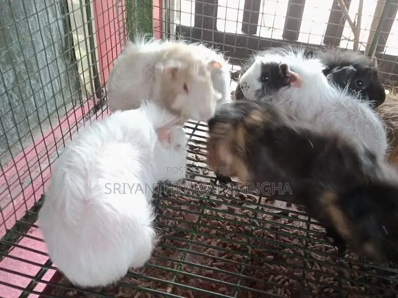 Guinea pigs