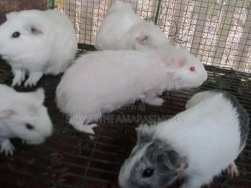 Guinea pigs