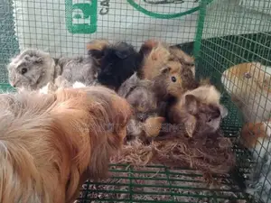 Guinea pigs