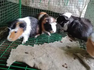 Guinea pigs