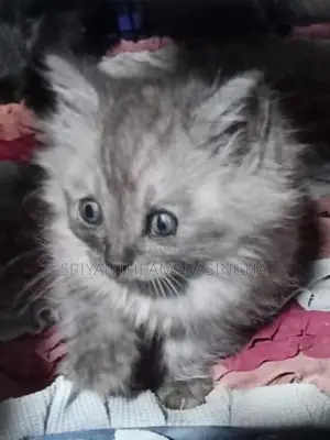 Persian Cats