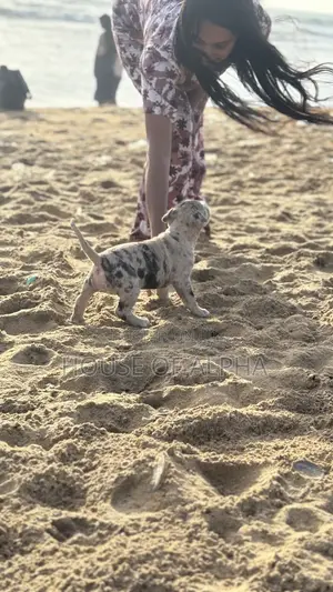 1-3 months Male Purebred American Bully