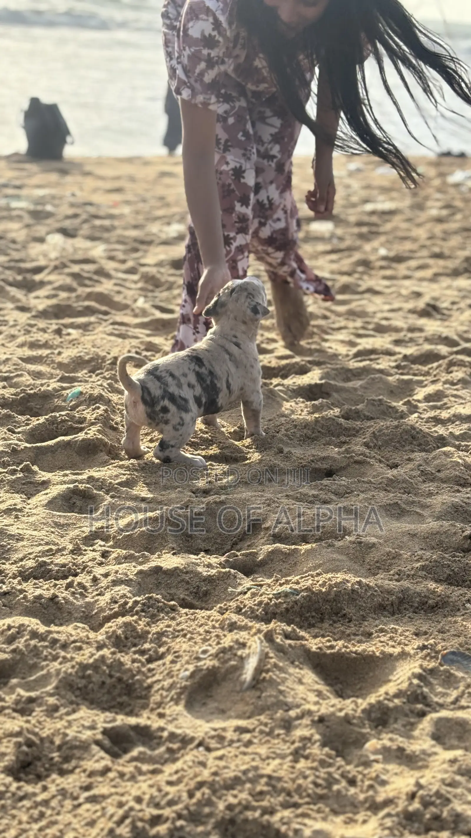 1-3 months Male Purebred American Bully