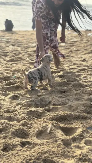 1-3 months Male Purebred American Bully