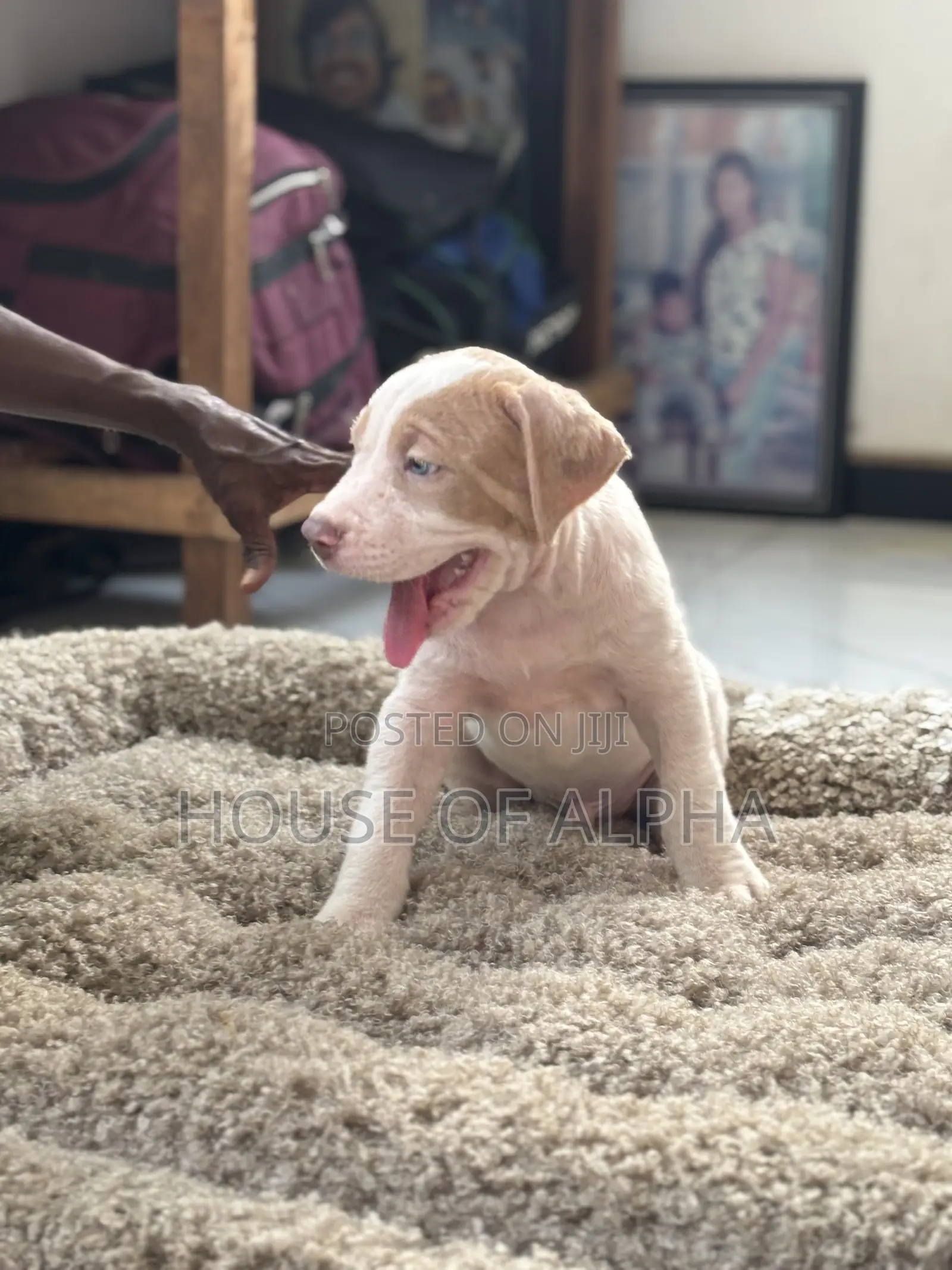 1-3 months Female Purebred American Bully